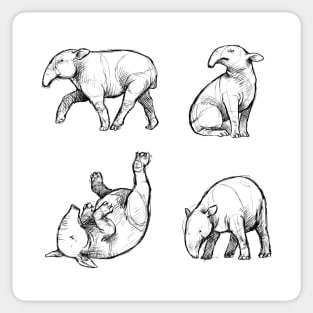 Sketches of a Tapir Sticker